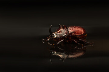 Rhinoceros beetle isolated on black background. Beautiful insect with reflection.