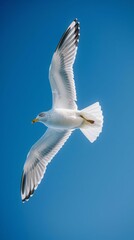 Fototapeta premium Seagull Soaring Against Bright Blue Sky