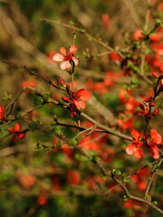 Quince japonica. Cydonia japonica. Macro