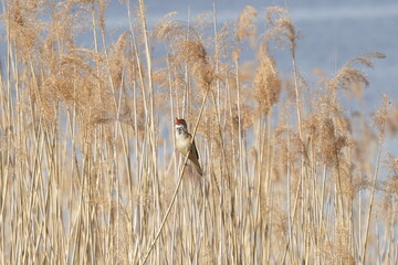 The Reed Warbler (Acrocephalus arundinaceus) Sings in Dry Reeds