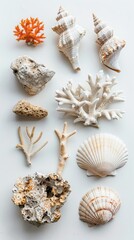 piece of coral, stone, shell top view on white background.