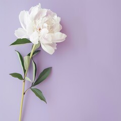 white peony.