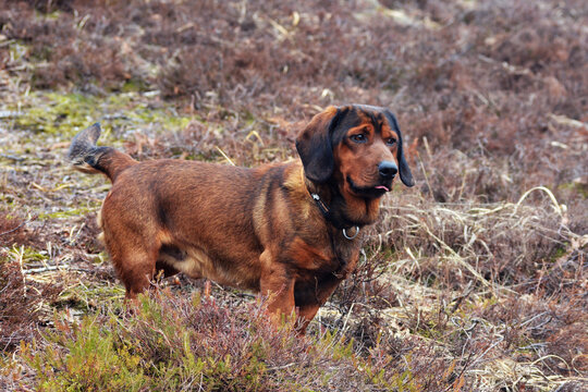 Alpine Dachsbracke a small hunting dog
