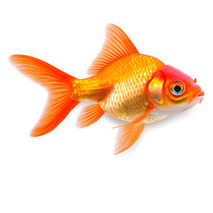 Goldfish isolated on white background