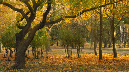 Autumn park with sunbeams passing through the crown of a branchy tree
