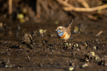 A bluethroat Bird looking for food in wetland in morning 