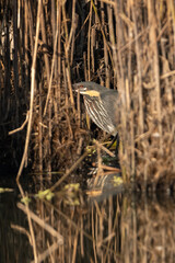 A small, Black bittern, partially hidden amongst tall, dried reeds, stands near the water's edge.