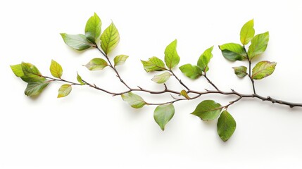Obraz premium branch with leaves on white background.