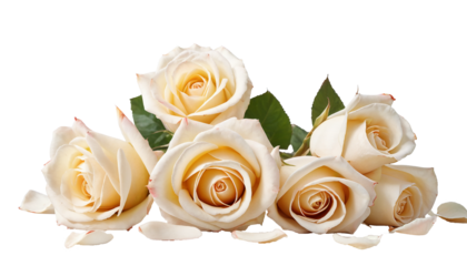 isolated gentle cream colour roses bouquet
