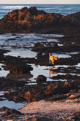 Sunset in Corralejo, Fuerteventura, Canary Islands 