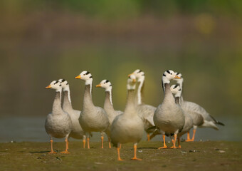 Flock of Bar headed goose 