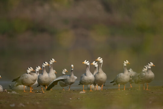 Flock of Bar headed goose resting in River