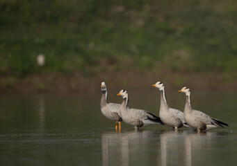 Flock of bar headed goose in River