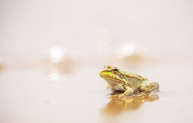 The frog sits on the sand on the shore of the lake. Beautiful wildlife landscape with place for text. The concept of protecting wildlife and ecology.