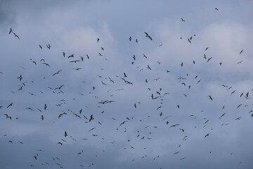 A flock of seagulls flying in the sky