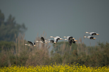 Flock of bar headed goose Flying 
