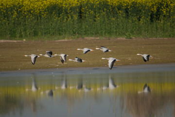 Bar headed Geese in Flight Over a Field of Mustard Flowers