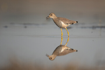 White tailed Lapwing 