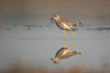 White tailed Lapwing Feeding in Riverside