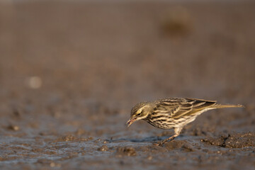 Fototapeta premium Rosy Pipit: A Migratory Songbird in Wetland Feeding in morning 