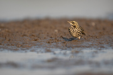 A beautiful Rosy pipit in morning