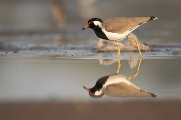 Red-wattled lapwing in wetland with reflection water 
