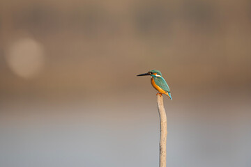 The Common Kingfisher perched on Stick in morning 