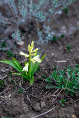 yellow crocuses growing in the garden