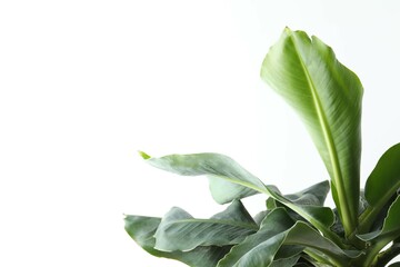 Banana tree in sunlight on a white background. Tropical plant foliage with visible texture. Symbol for no pollution. Close up, copy space