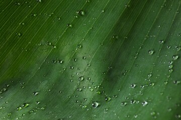 Green banana leaf with water drops, close up view