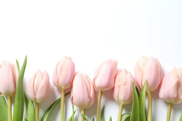 Beautiful fresh tulips on white background