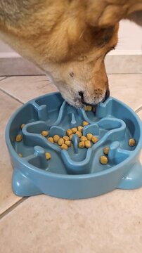 Dog eating food from bowl, dog head close up vertical video. Feeding dogs, proper nutrition. Pet slow feeder dish for dogs. Hound greedily with appetite eats dry food