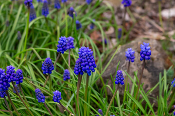 Close-up of a blue grape hyacinth flower with a blurry background