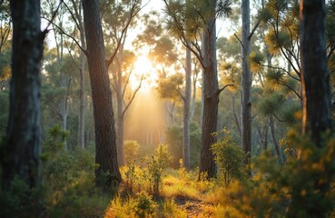 Fototapeta premium Sunbeams through gum trees in Australian bush forest. Native eucalyptus plants, shrubs grow in golden light. Trunk, foliage, grass create idyllic scenery. Regenerative sustainable nature of Tasmania