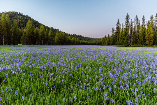 Field Of Purple Camas Flowers