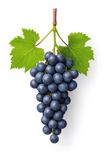 Fototapeta premium A bunch of fresh blue grapes isolated, isolated on white background