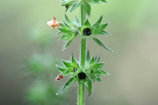 Hedge woundwort, Stachys sylvatica, also known as whitespot  or hedge nettle, wild plant from Finland