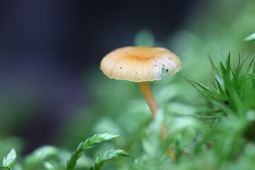Rickenella fibula, also called Omphalina fibula, commonly known as orange mosscap or orange moss agaric, mushroom from Finland