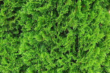Thuja occidentalis green plant closeup view textured foliage pattern background