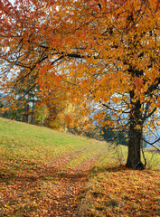 big tree with the autumn colors of deciduous leaves without people in the fall