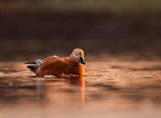 Ruddy Shelduck (Tadorna ferruginea) on the lake at first light of morning