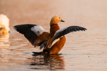 Ruddy Shelduck (Tadorna ferruginea) on the lake at first light of morning