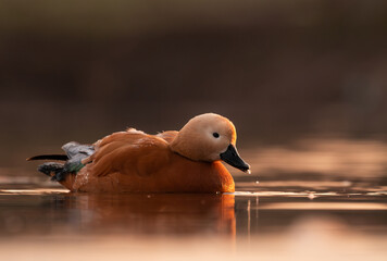 Ruddy Shelduck (Tadorna ferruginea) on the lake at first light of morning