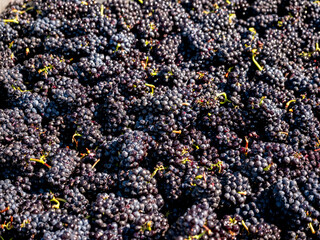 Close-up and macro photographs of freshly harvested green and red grapes to process for chardonnay and pinot wine in a farm and vineyard setting 