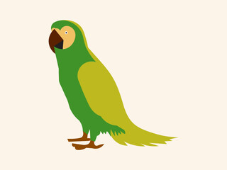 colorful parrot flat design vector illustration