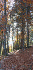 path covered with dry leaves in the middle of the forest in autumn without people
