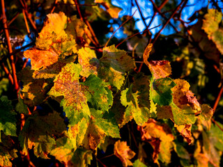 A close-up and macro photograph of Autumn grape leaves changing color as they enter in a Winter phase, in a sunlit setting, accentuating the intensity of orange, yellow and green