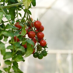 Vines of cherry tomatoes growing in greenhouse. Close-up.