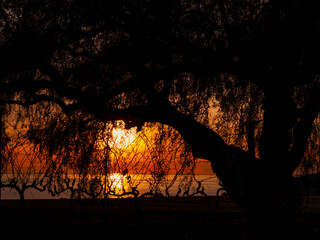 Silhouette of tree and branches with bare grape vines and dramatic orange sky in the background,...