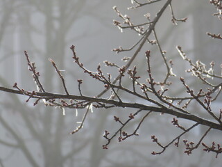 snow covered branches